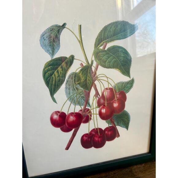 Vintage Cherry Botanical Print in Dark Green Frame | Cottagecore Prairiecore - Picture 3 of 5